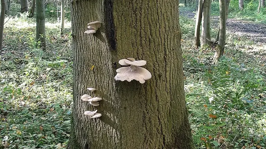 Kvíz o jedlých houbách