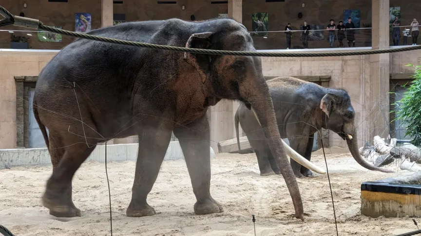 Sloni jako hlavní atrakce.
