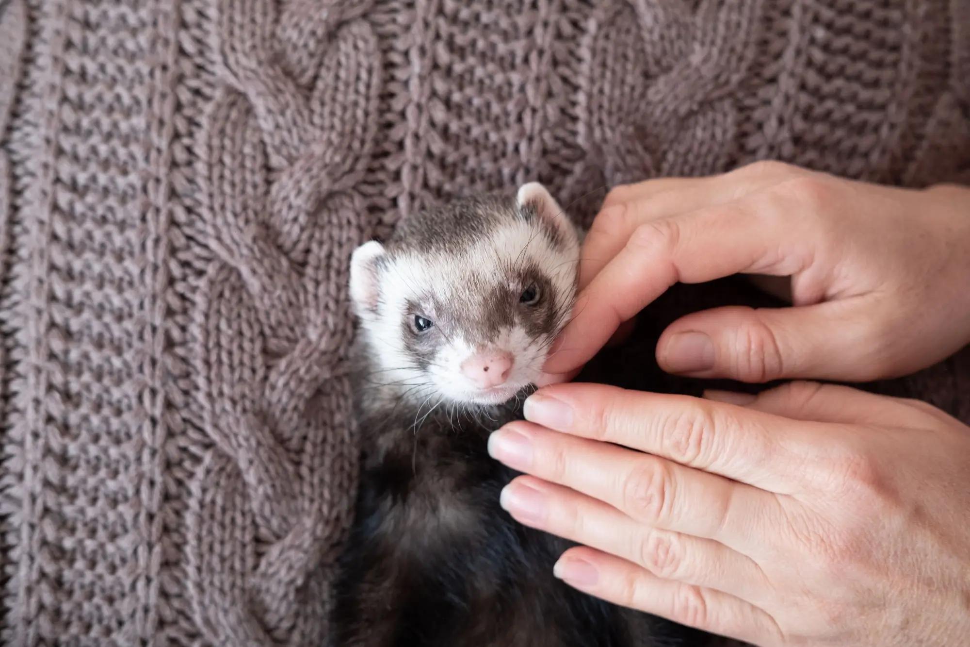 Fretka domácí při hlazení svým majitelem
