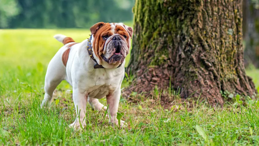 Anglický buldog