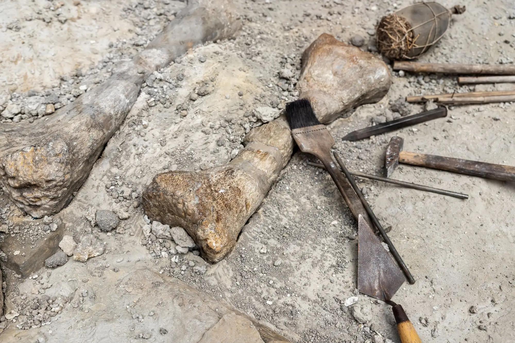 kost vyhynulého zvířete s pomůckami k jejímu vyhrabání