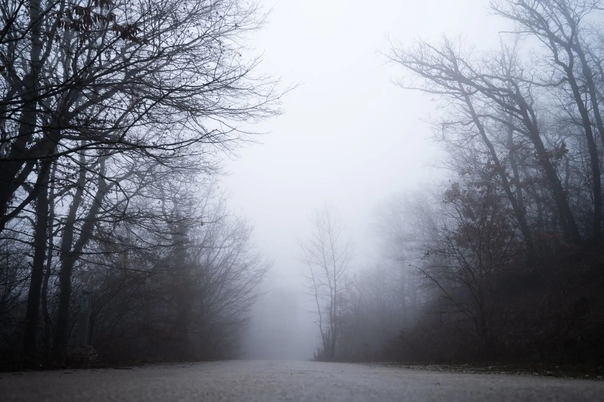 Cesta v mlze za inverzního počasí v lese