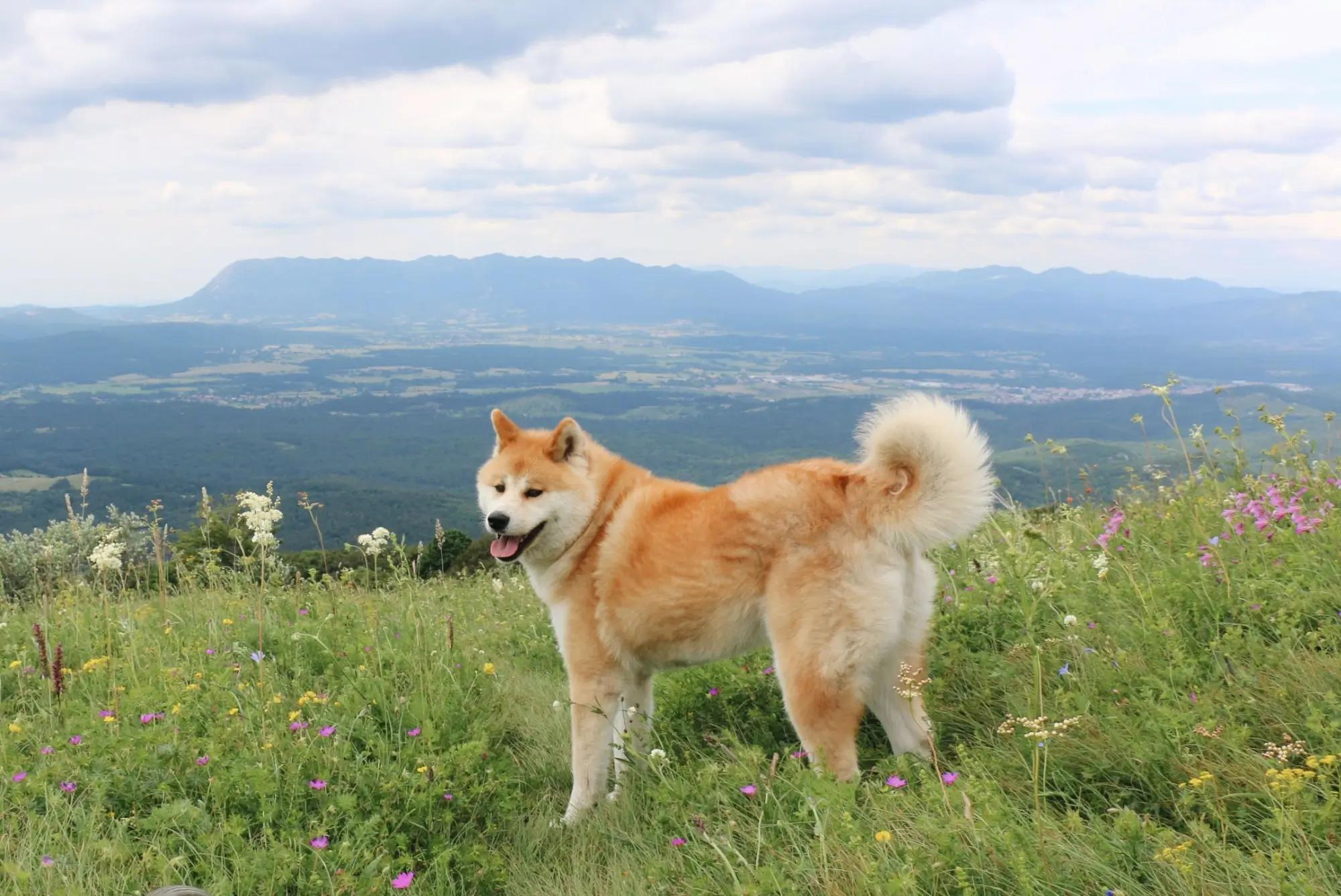 Pes Akita v přírodě