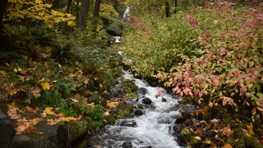 Léčivý pramen v českých lesích.