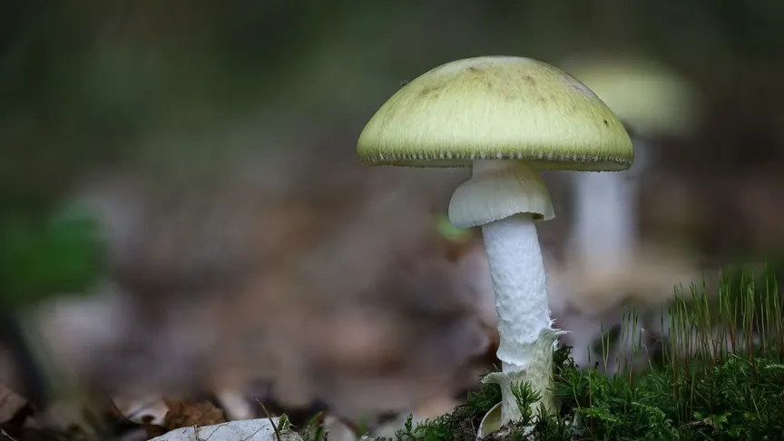 muchomůrka zelená