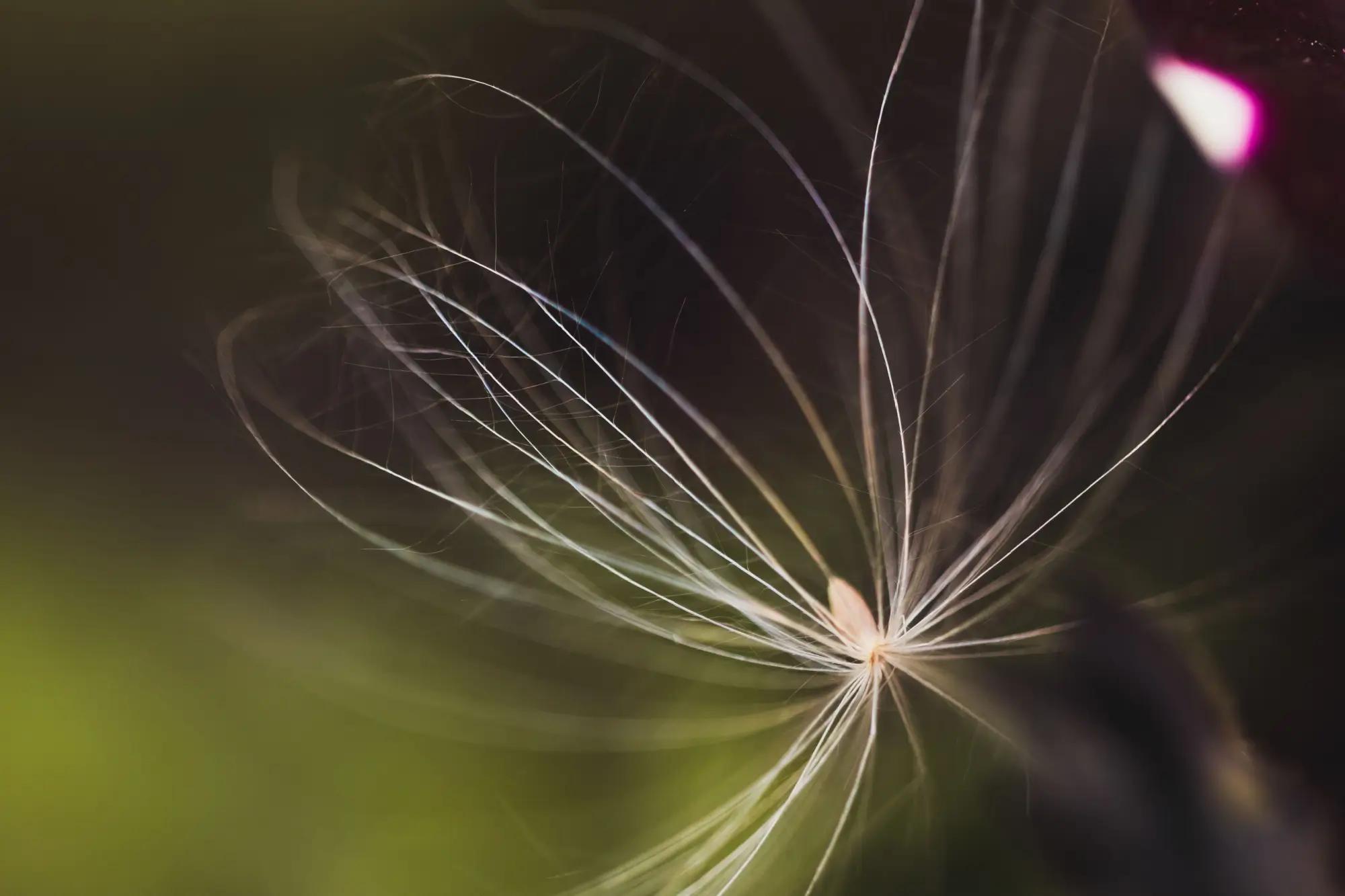 poletující chmýří