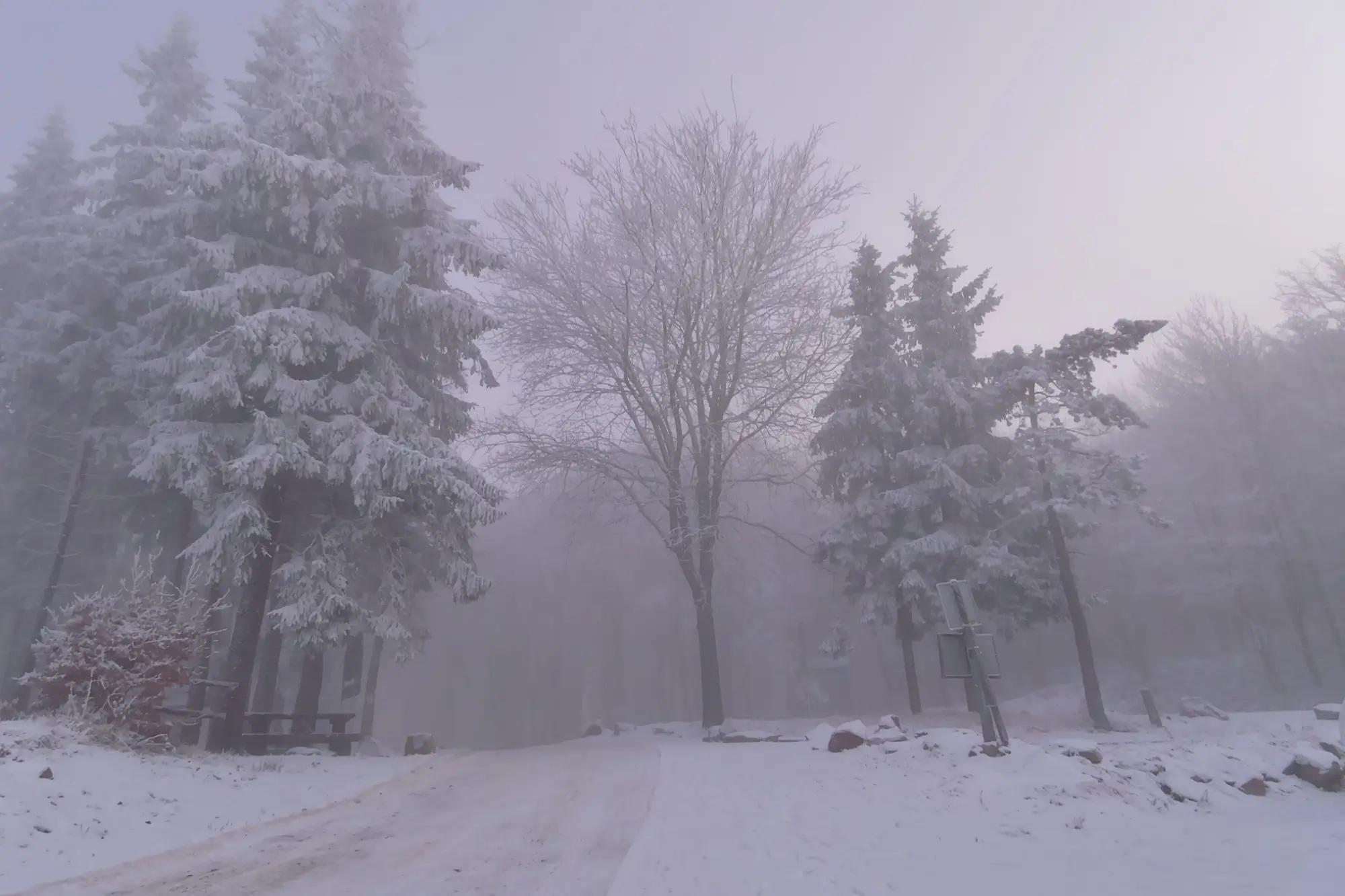 Inverzní zimní počasí v lese