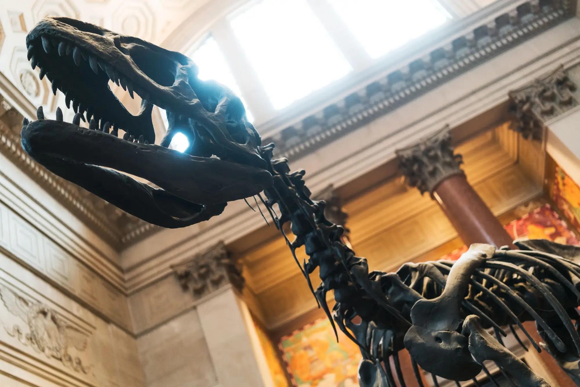 Kostra raptora vystavená v muzeu