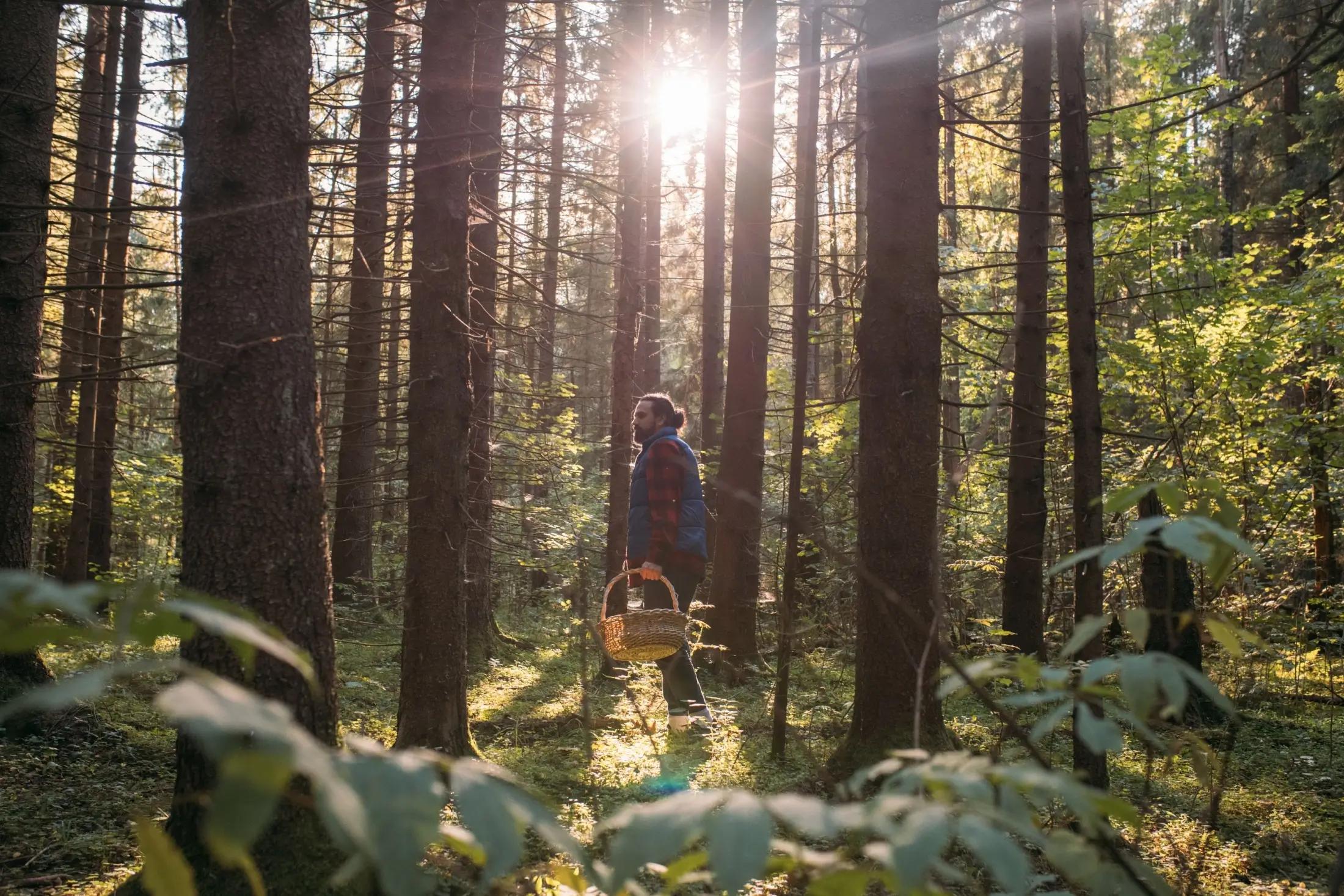 Na obrázku jde vidět muž v modré vestě, který stojí uprostřed velkého lesa s košíkem na houby