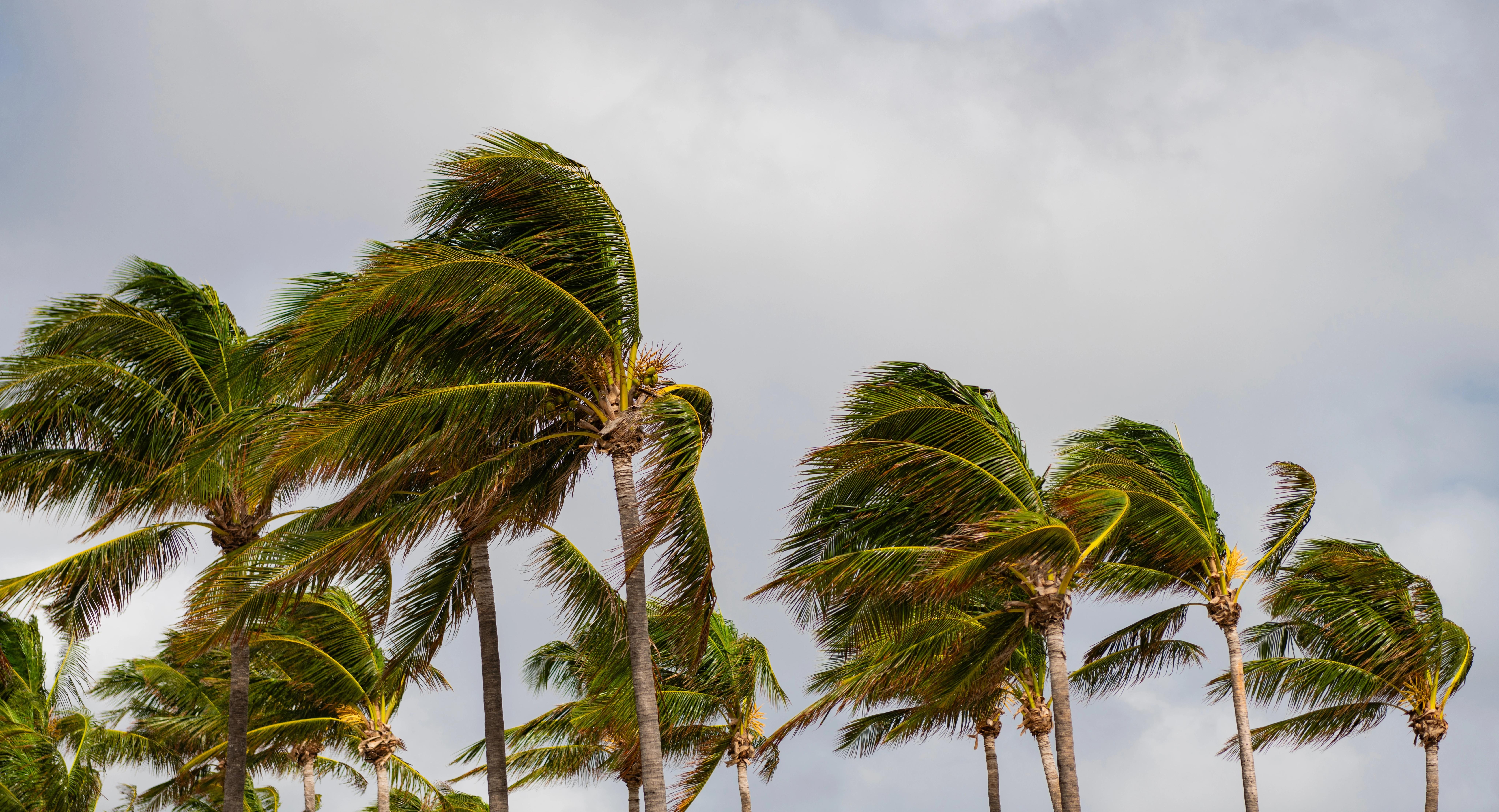 Palmy na plážích, které se prohýbají vinou silného větrného poryvu.