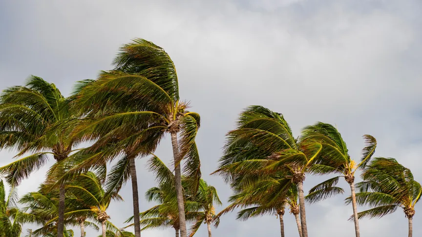 Palmy na plážích, které se prohýbají vinou silného větrného poryvu.