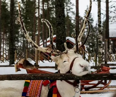 Rovaniemi: Nejslavnější vánoční vesnička světa, kde žije Santa Los Laponsko