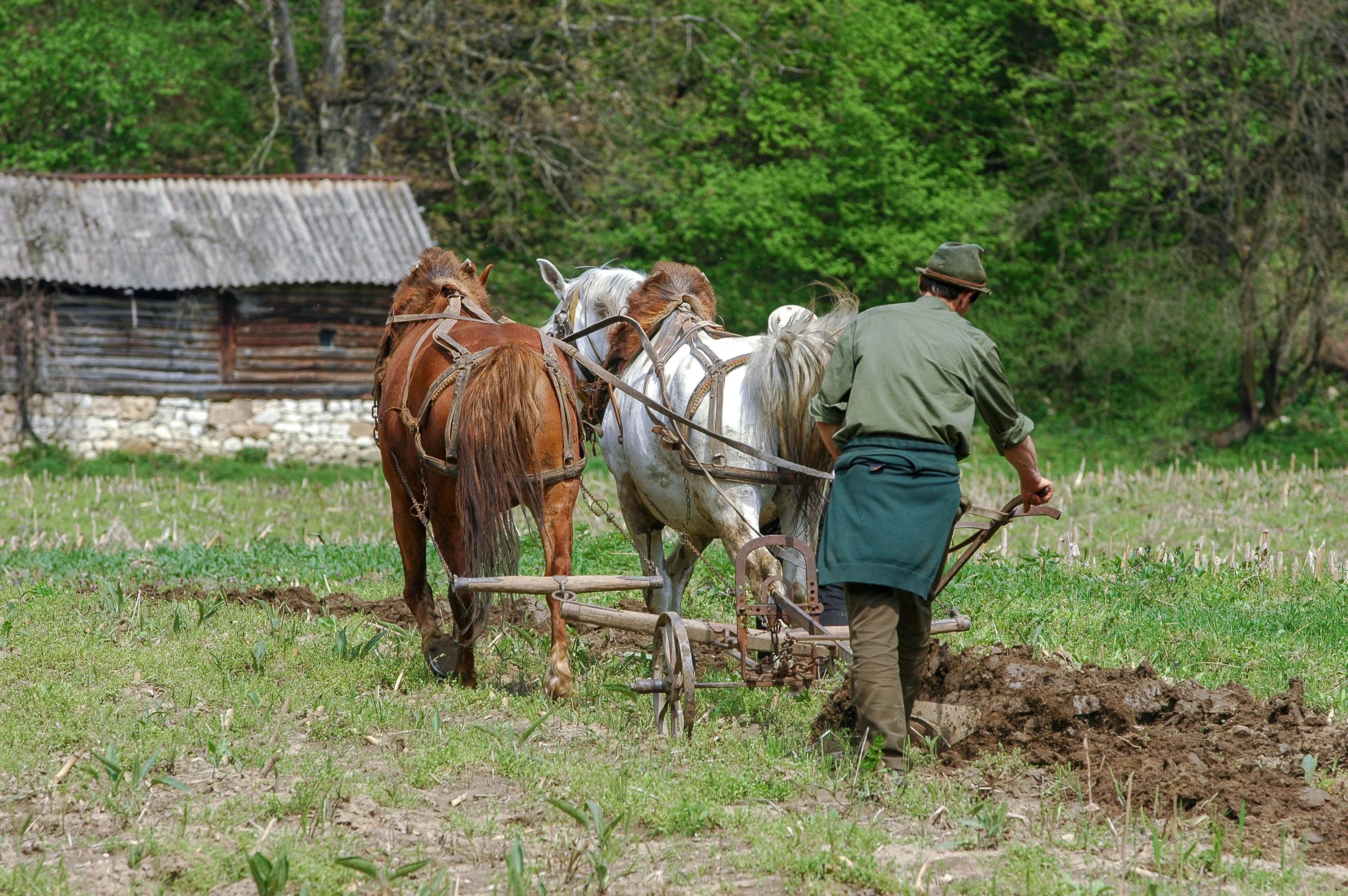 Dva koně táhnoucí pluh a za nimi muž, který orá půdu. 