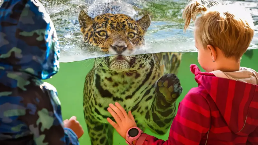děti stojí před průhledným bazénem z kterého na ně kouká jaguár. Zoo Zlín