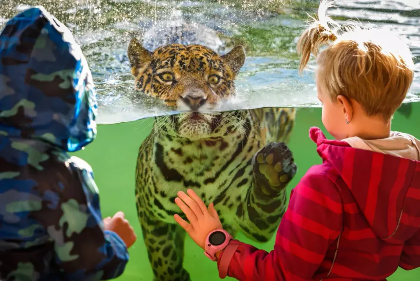 děti stojí před průhledným bazénem z kterého na ně kouká jaguár. Zoo Zlín