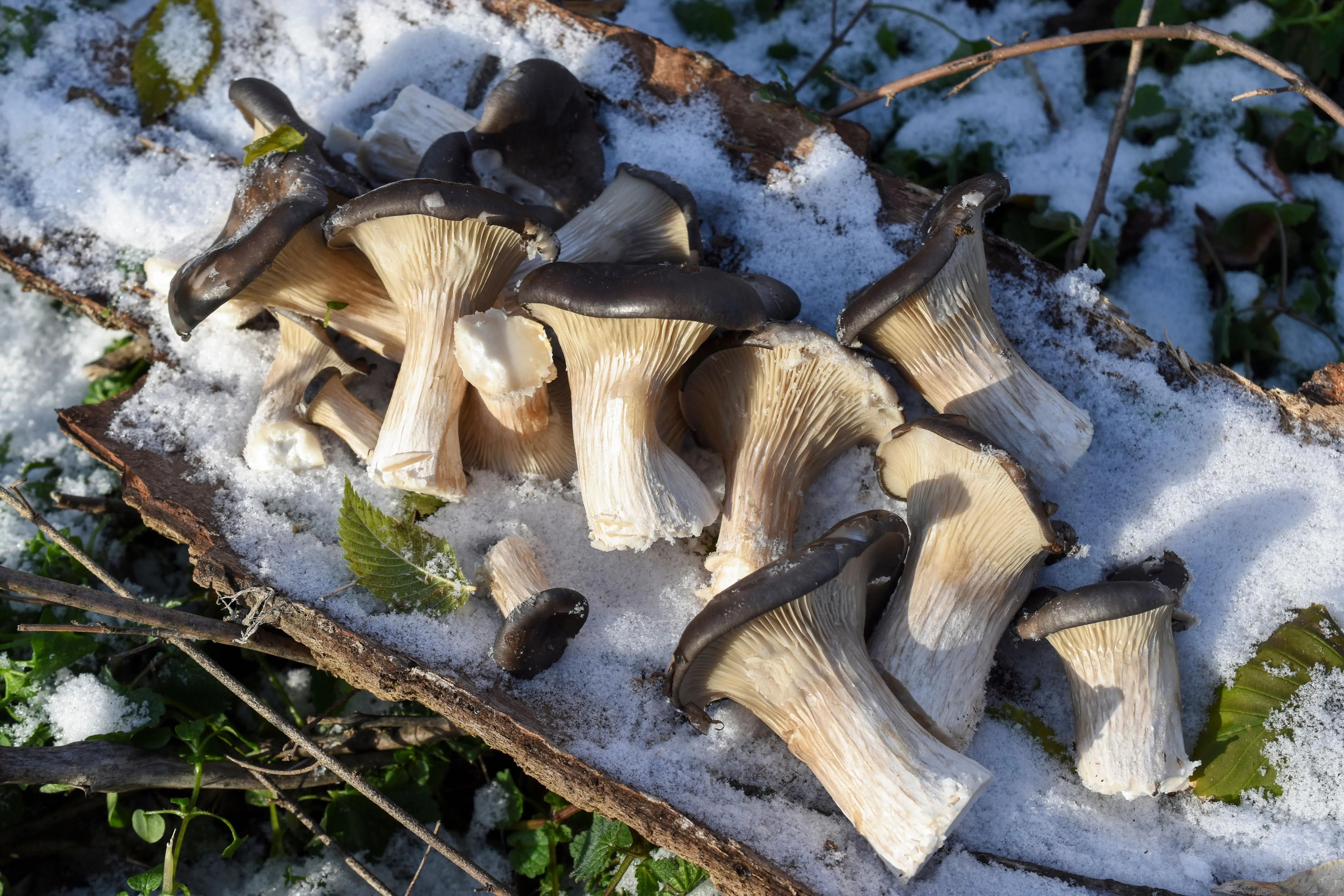 Hlíva ústřičná ve sněhu na stromové kůře