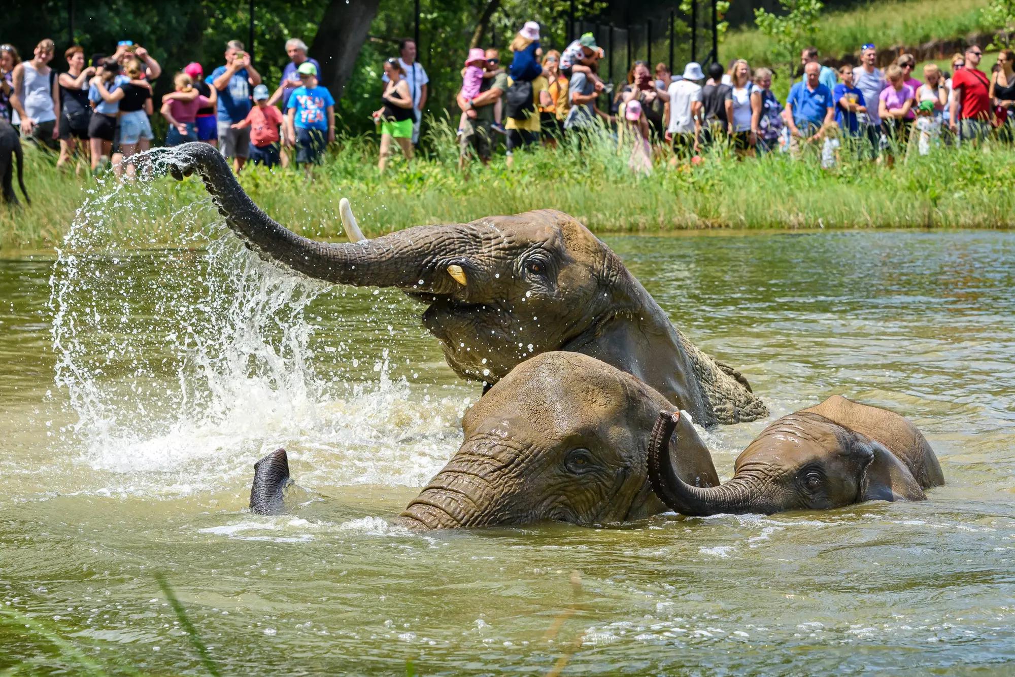 Koupající se sloni v zoo Zlín