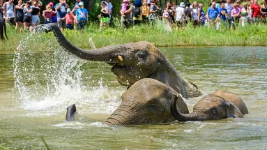 Koupající se sloni v zoo Zlín