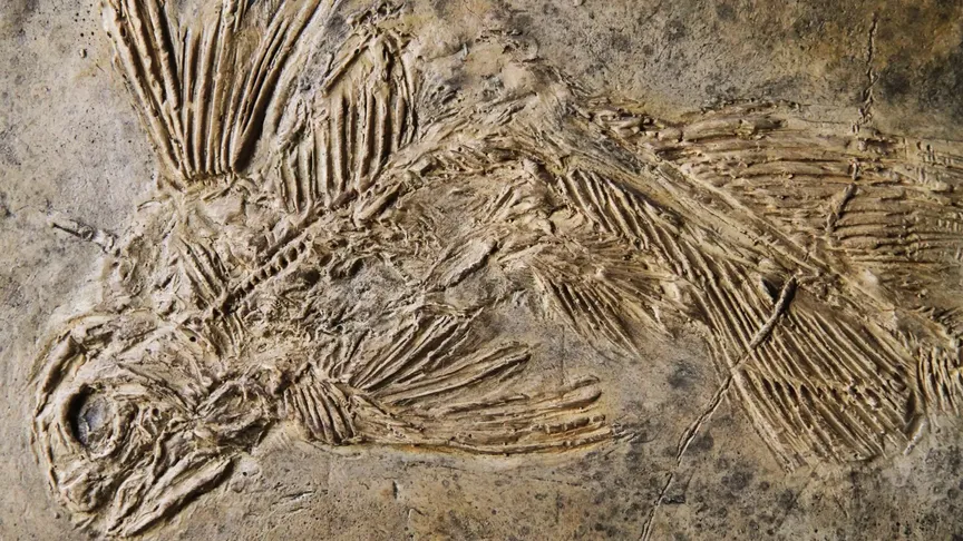 Fosilie latimerie