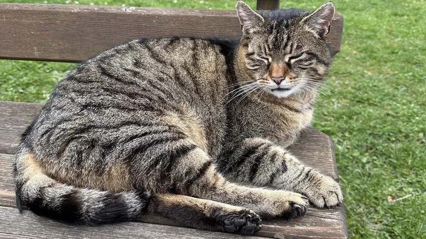 Hlavní atrakcí záchranné stanice je Kocour.