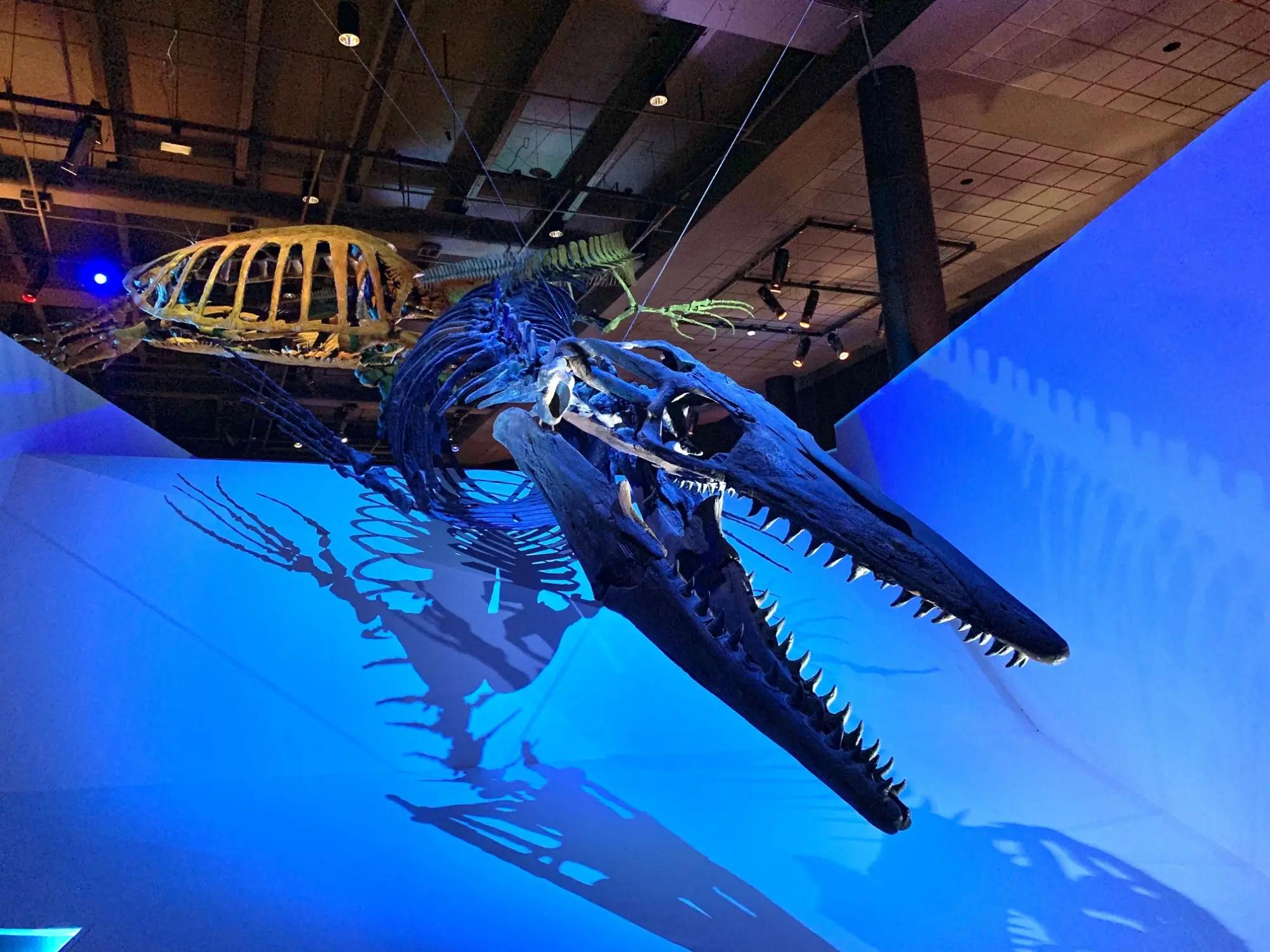 Mosasaurus, kostra vystavená v muzeu v Bostonu v USA