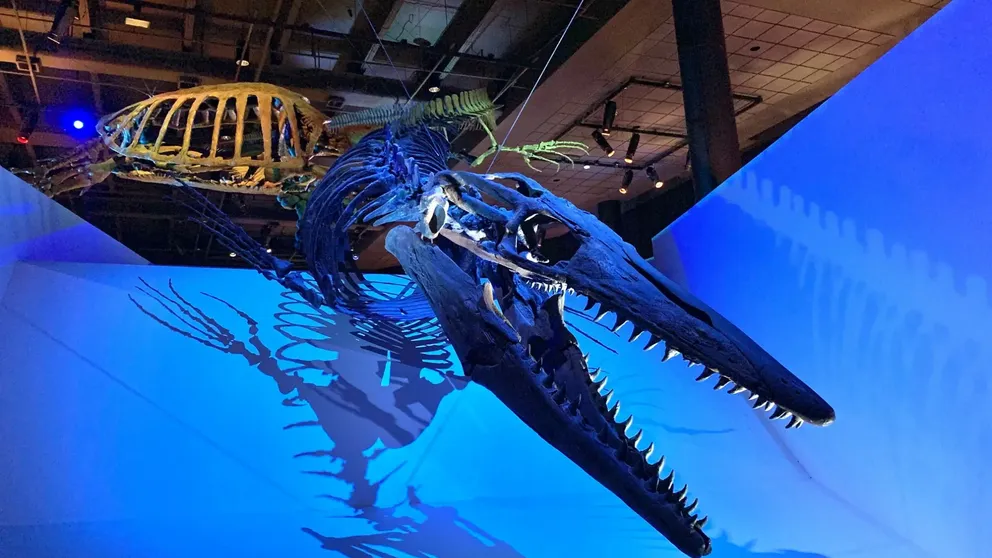 Mosasaurus, kostra vystavená v muzeu v Bostonu v USA