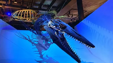 Mosasaurus, kostra vystavená v muzeu v Bostonu v USA