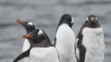Když se na pláži objevily obří otisky, začala éra strachu. Skutečnost překvapila všechny.