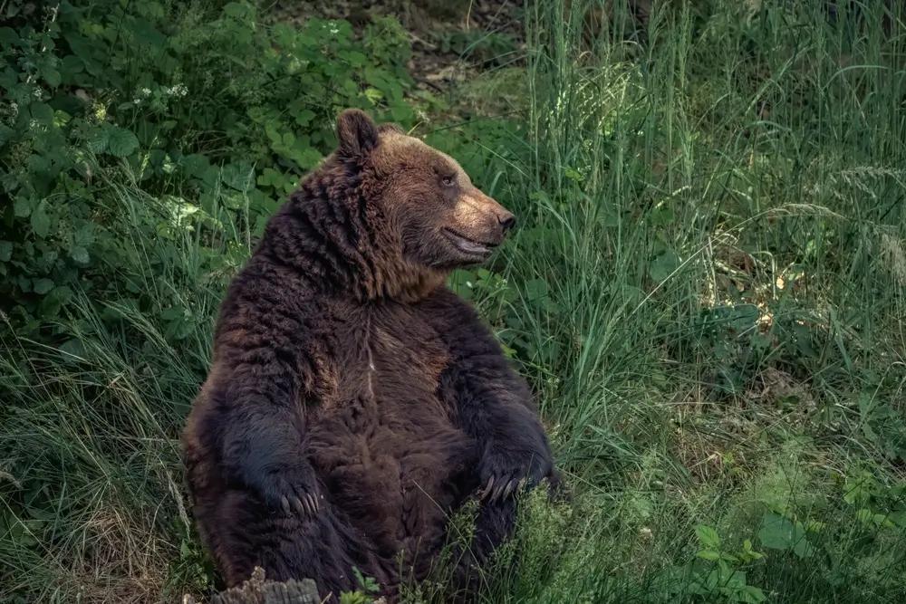 Medvěd hnědý je jedním z mnoha zvířat, která v zooparku Chomutov stojí za vidění.
