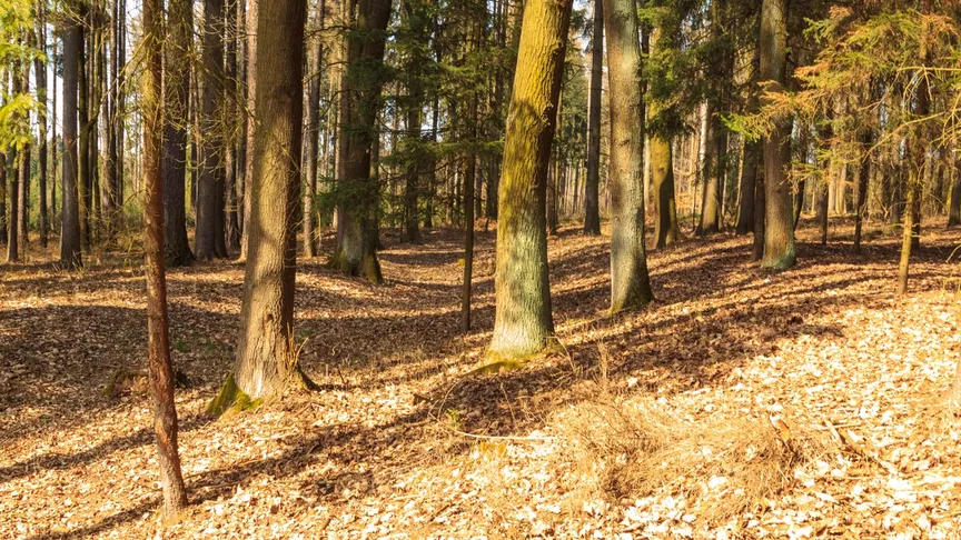 Pozůstatky pravěkého rondelu v lese u Třebovětic na Jičínsku.