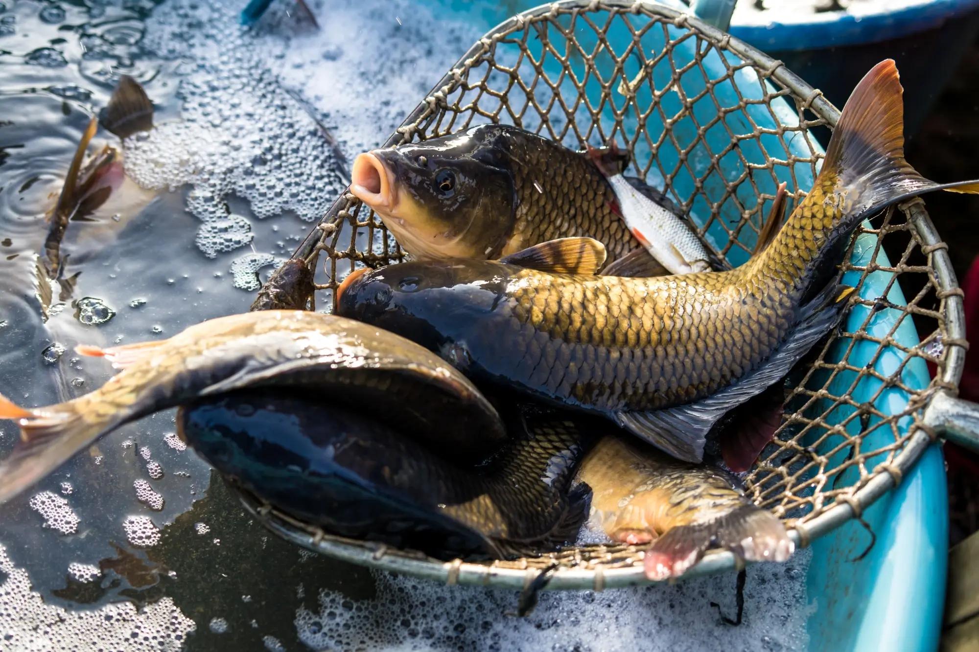 Výlov kaprů z kádě