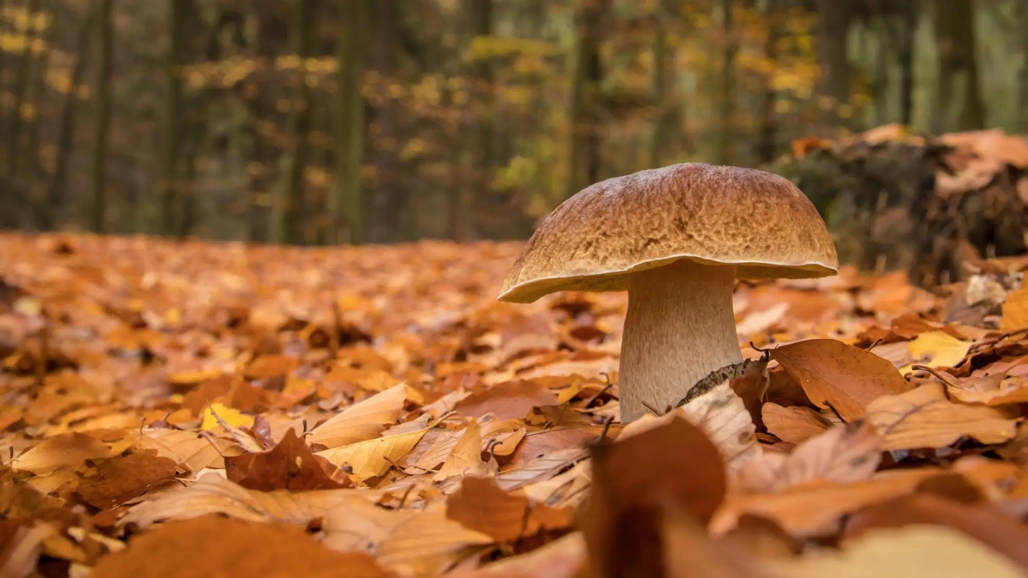houba v podzimním lese