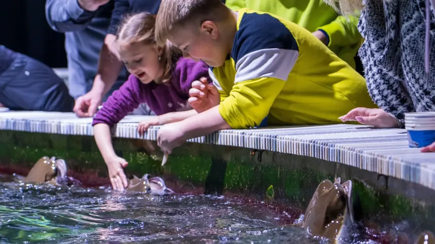 lidé hladí rejnoky v zoo Zlín