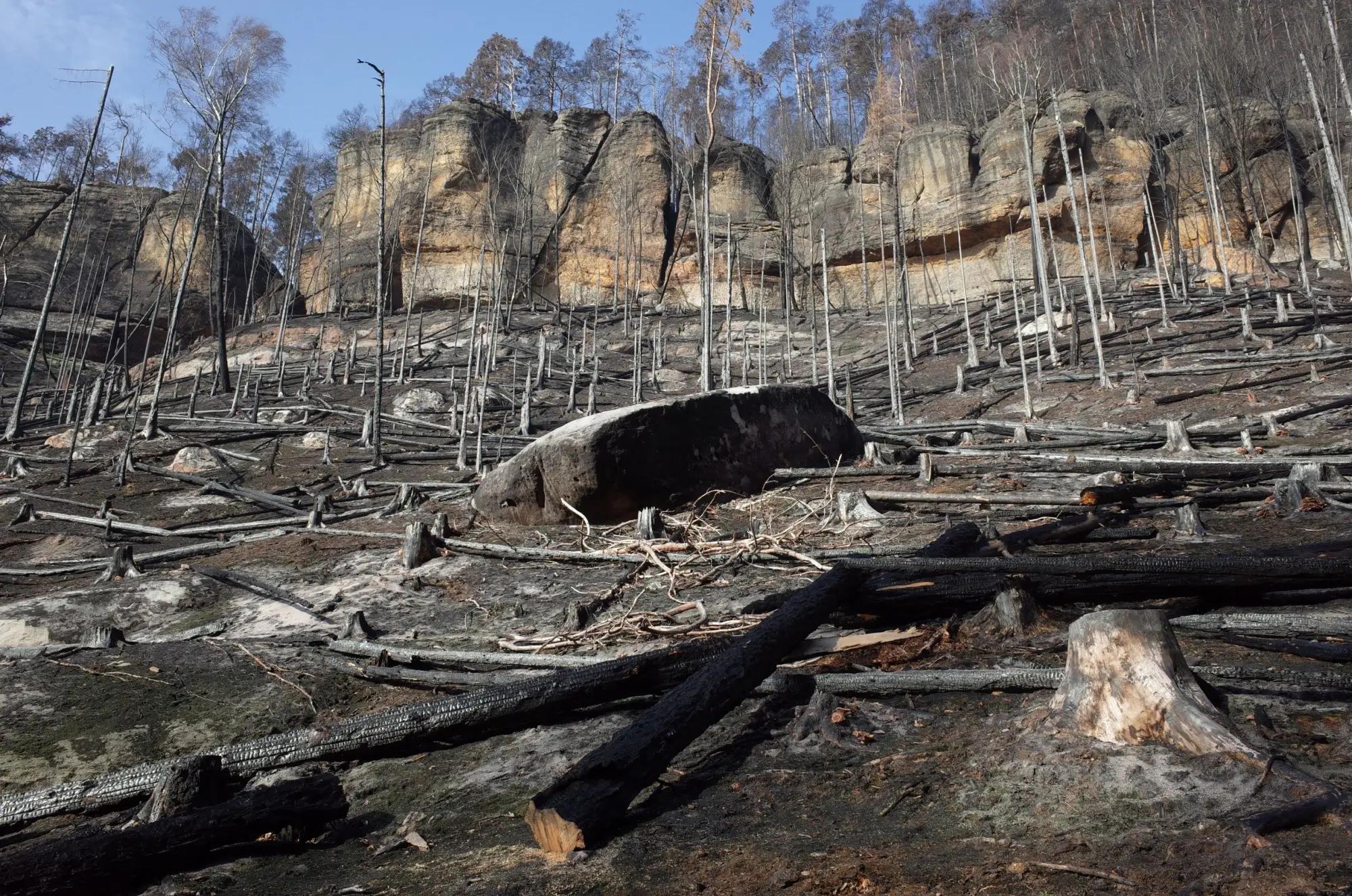 Požárem zničený les