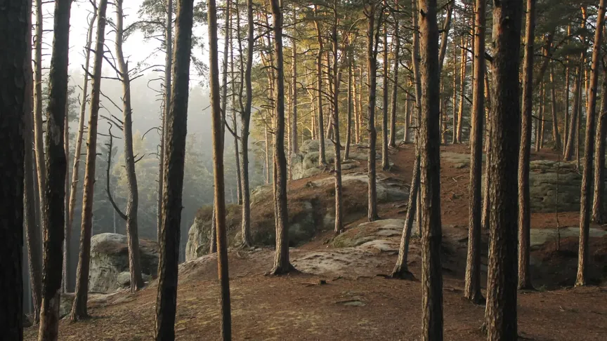 Les na vrchu Toulovcových maštalí