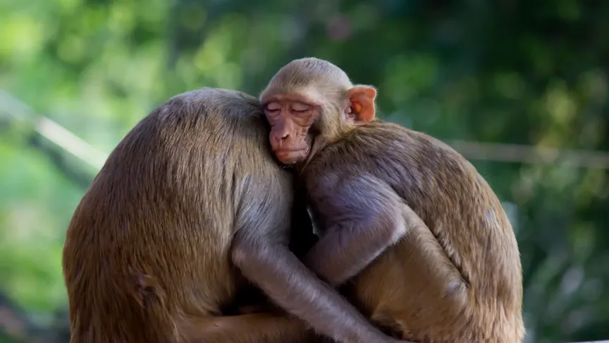 dva makaci rhesus se objímají