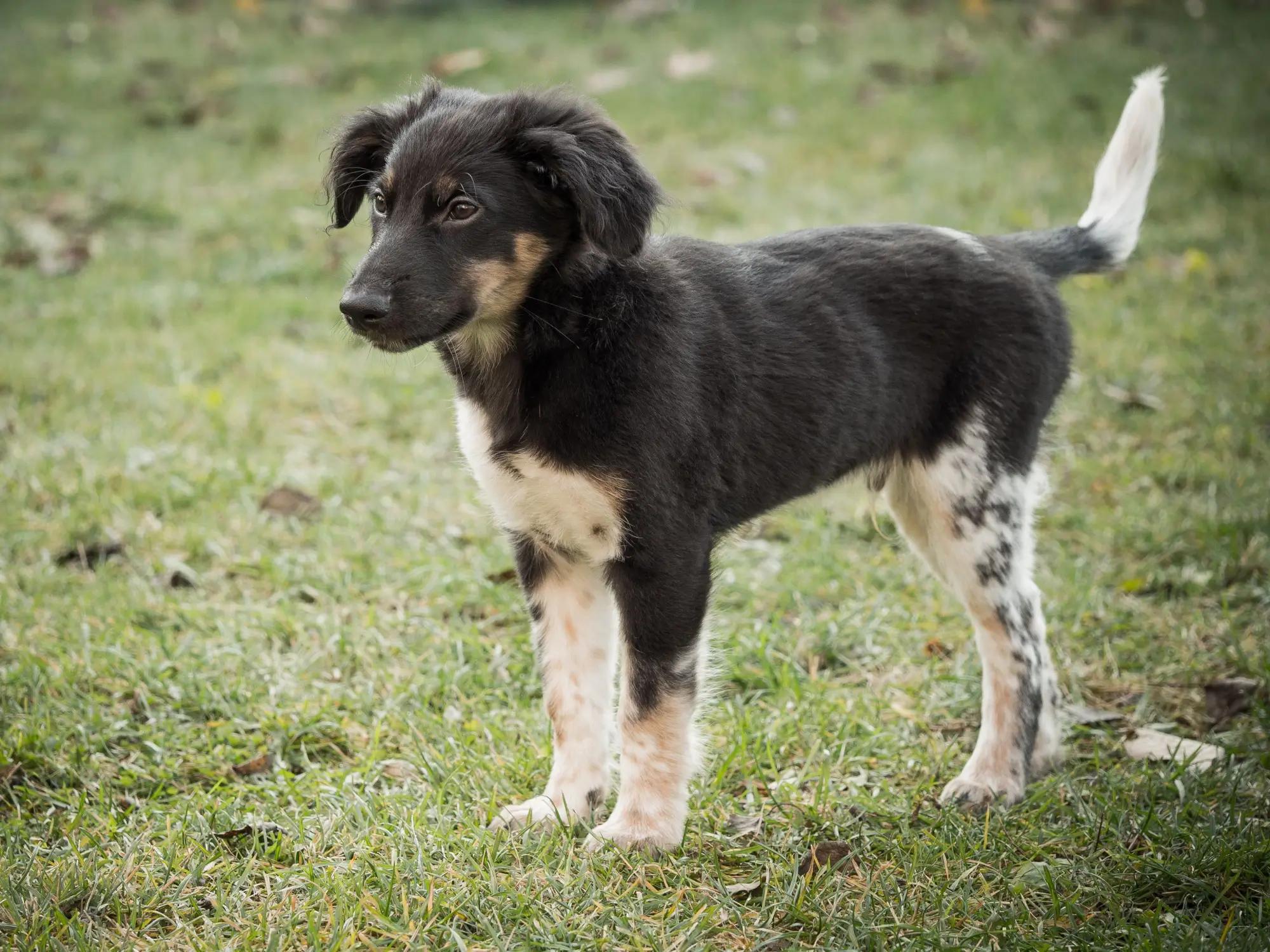 Tento pes je roztomilý nejen jako štěně