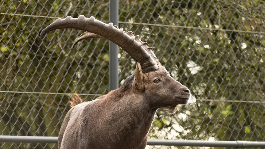kozoroh v zoo