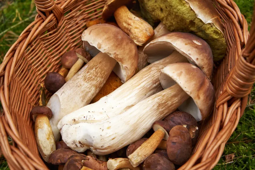 Houbaři očekávají žně. / Zdroj: Shutterstock