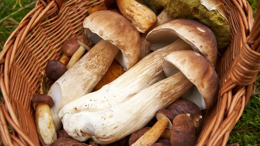 Houbaři očekávají žně. / Zdroj: Shutterstock