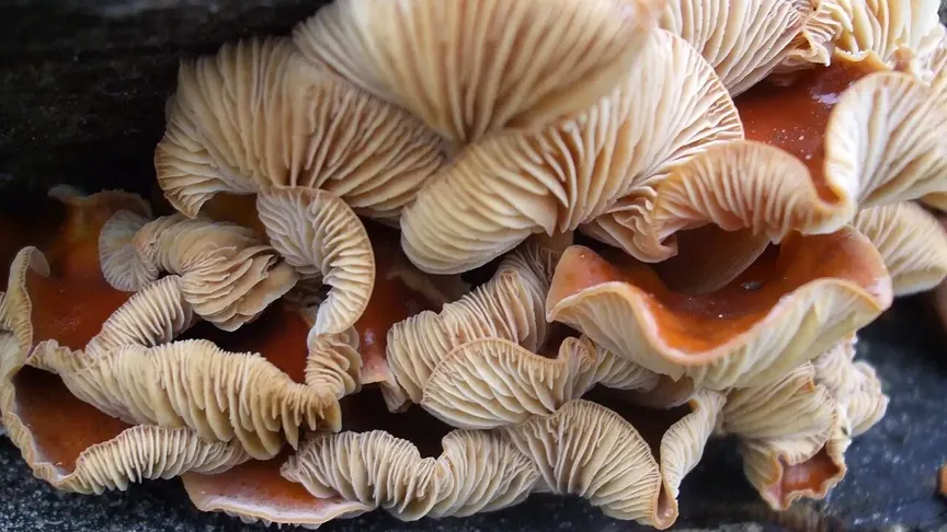 Penízovka sametonohá