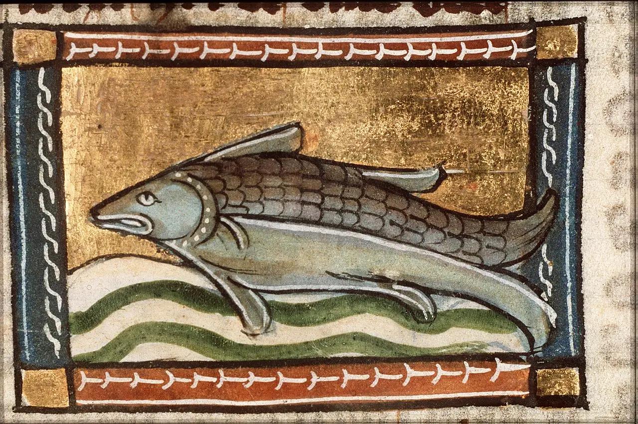 Ilustrace kapra ze 13. století 