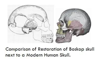 Kresba porovnávajíci lebky Boskopského a moderního člověka 