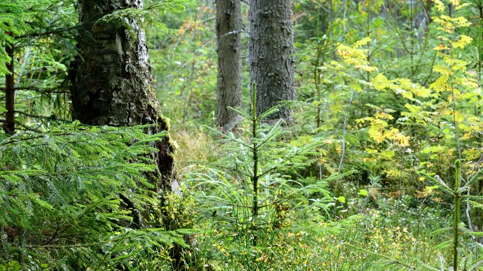 Tajemný les kousek od Plzně pro ideální výlety.