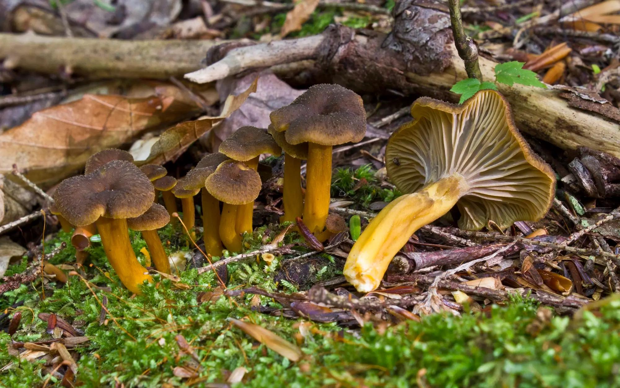 Liška nálevkovitá