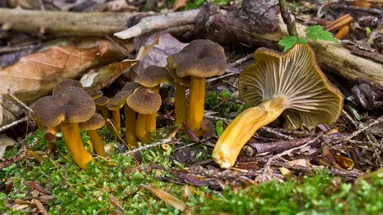 Liška nálevkovitá