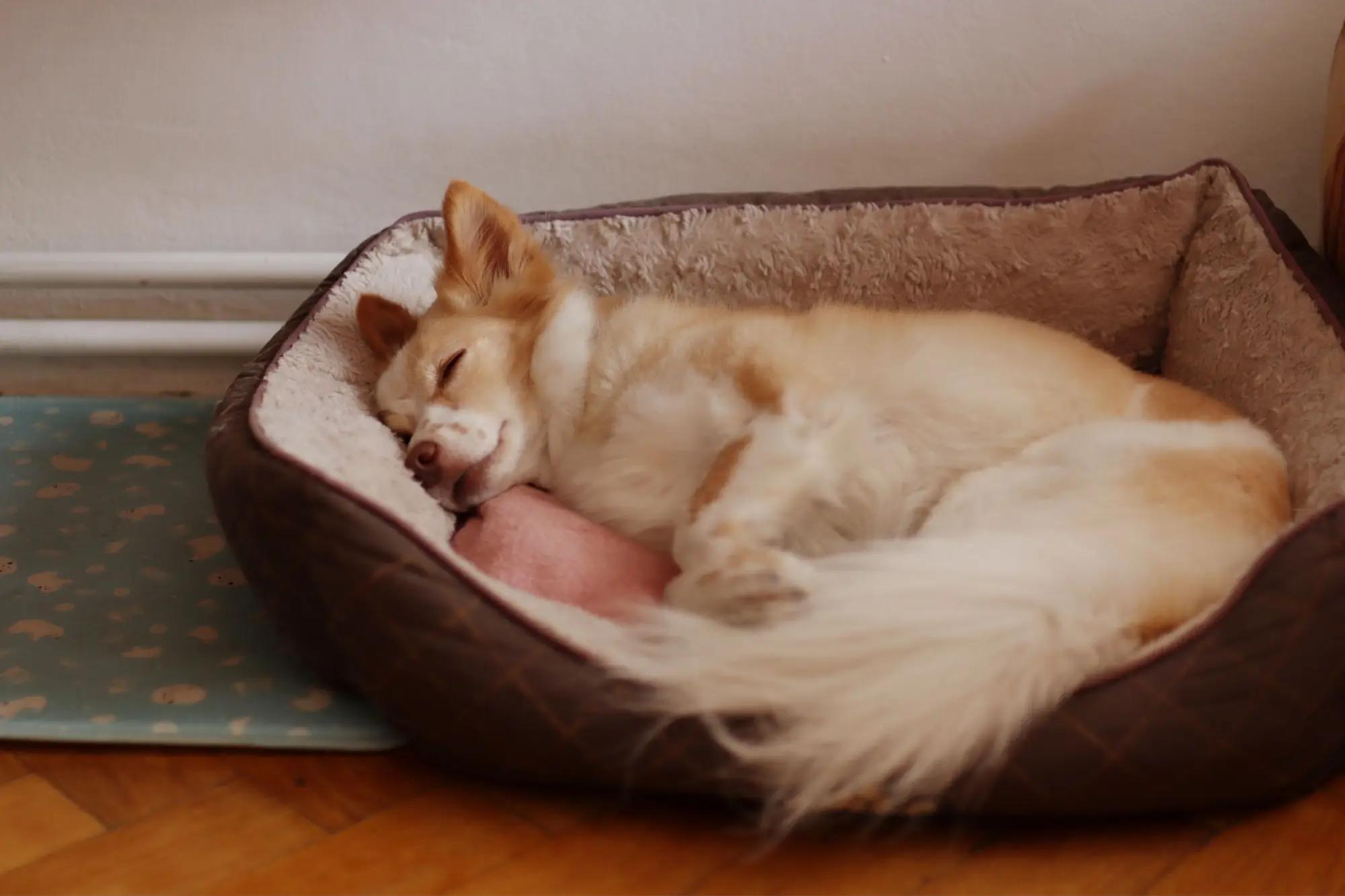 Pes leží spokojeně v pelíšku