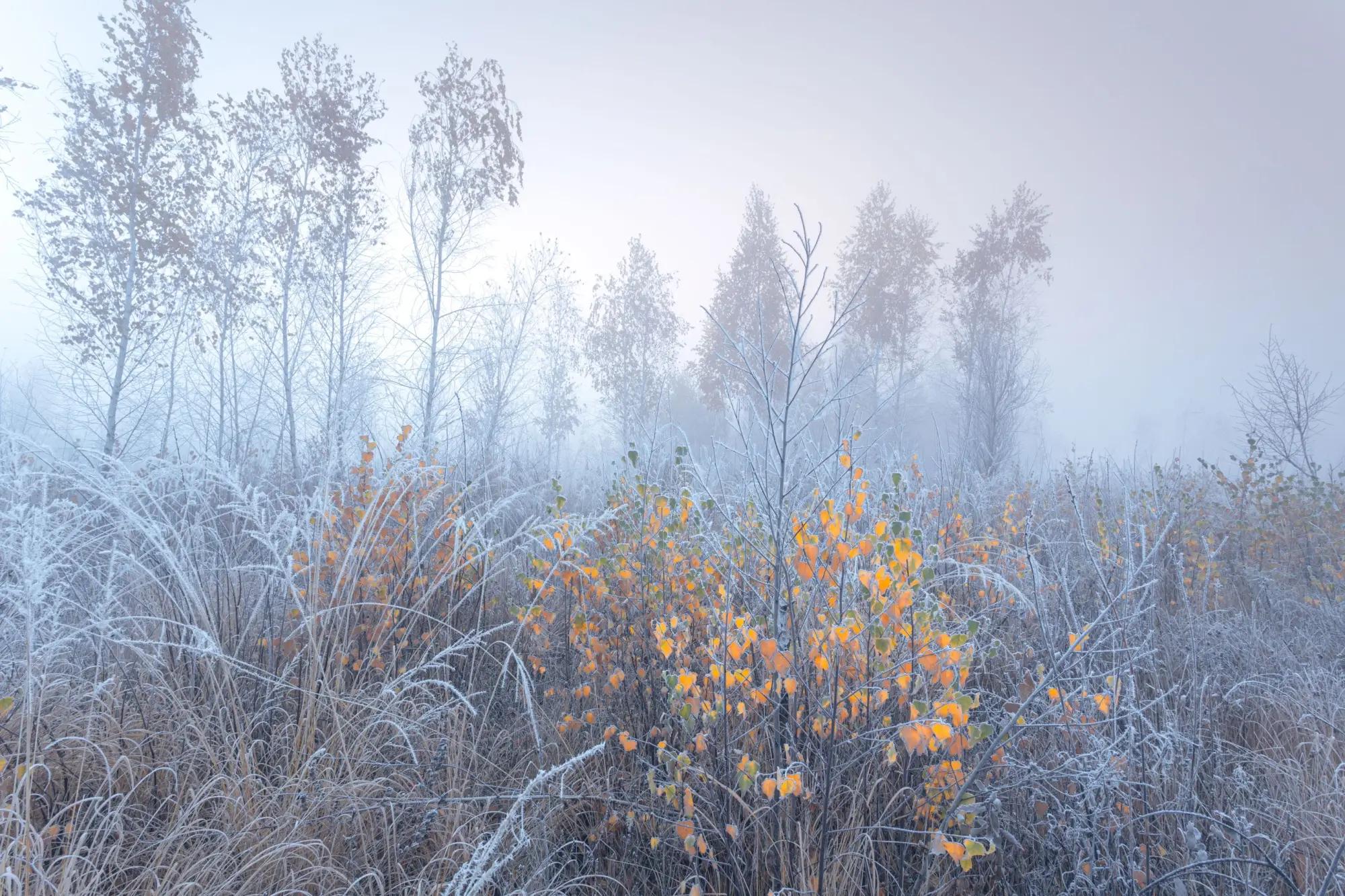 Pohled na krajinu v mrazu