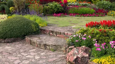 Na své zahradě jsem zasadil jednu rostlinu.