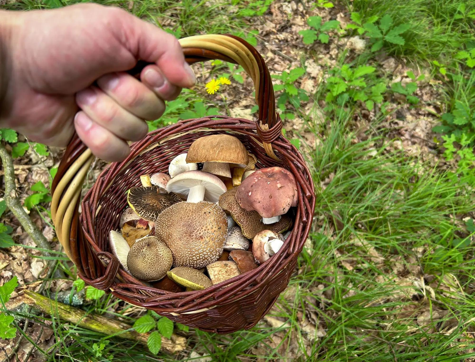mužská ruka drží košík plný hub